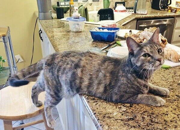 The Counter Is Banned, but She's Technically Still on the Stool