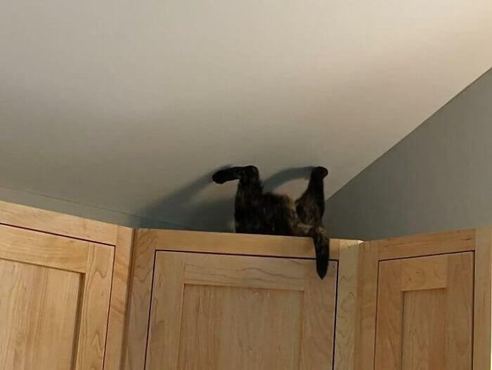 Caught in Action... Upside Down on Top of the Dresser