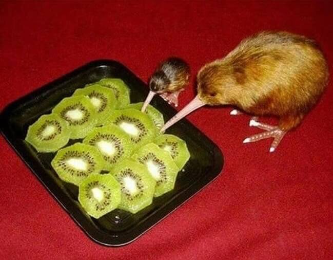 Kiwi Birds Also Enjoying Eating A Few Slices Of Kiwi