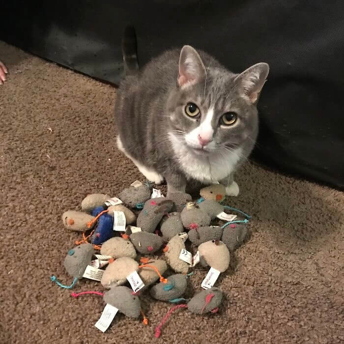 When You Find Out Your Cat Is a Hoarder