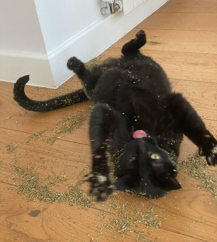 Heaven for a Cat Is Spilled Catnip