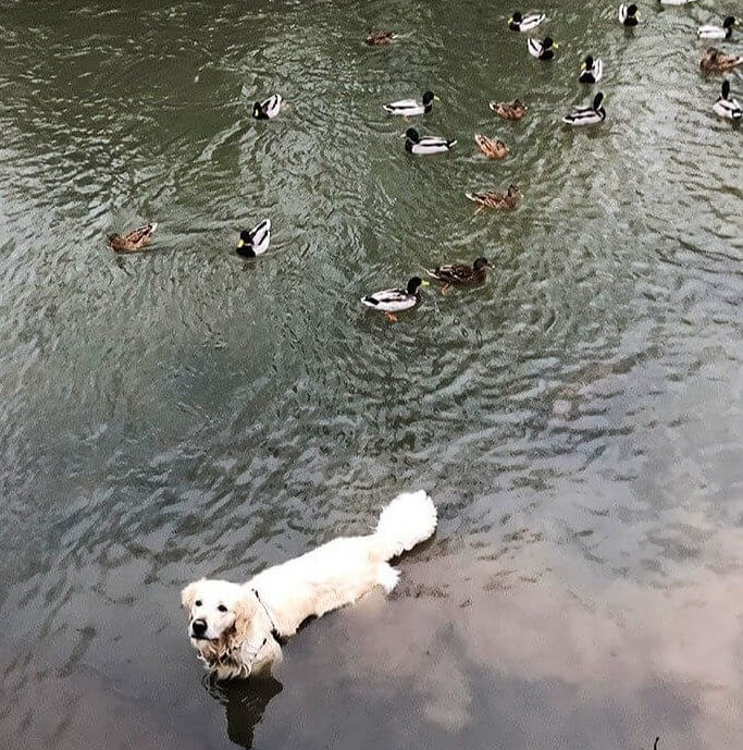 He Saw Humans Were Feeding the Swimming Ducks