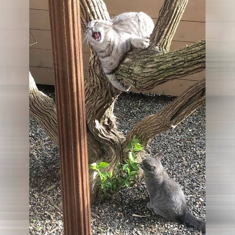 Watching the Cat Drama From the Window