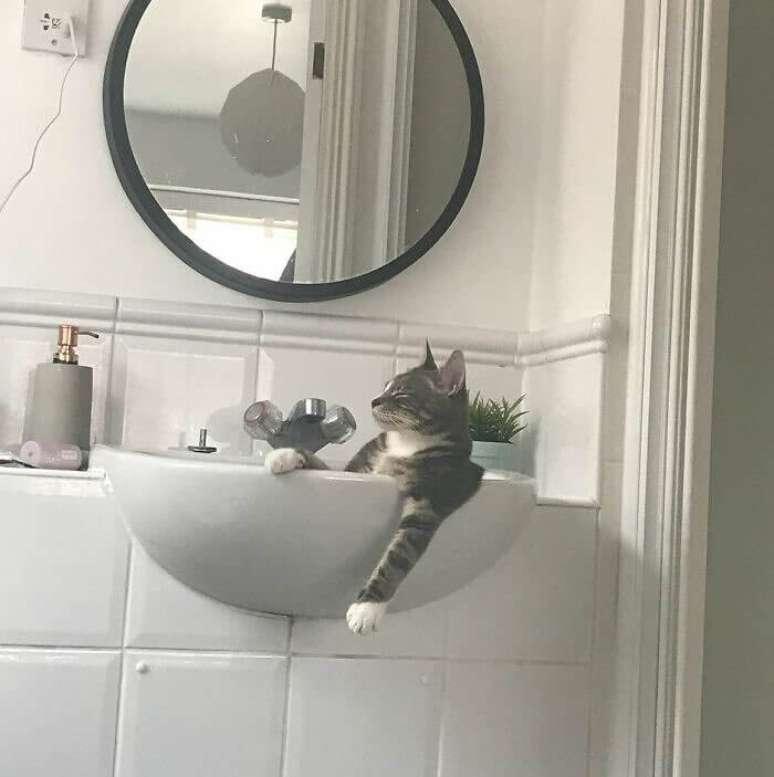 Just Enjoying a Little Bath in the Sink