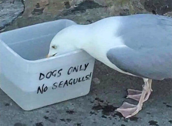 That Is One Audacious Seagull