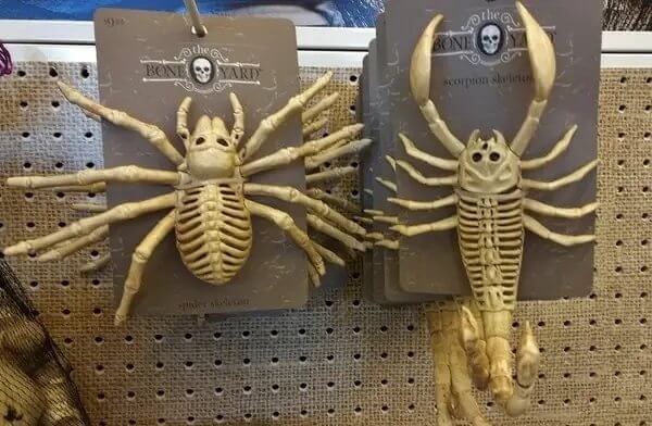 Who's Gonna Tell Them Spiders and Scorpions Have Exoskeletons?