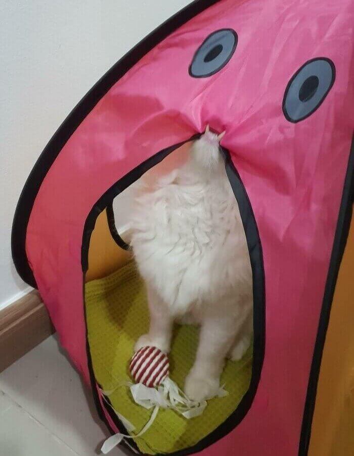 The Tent and the Cat Became One