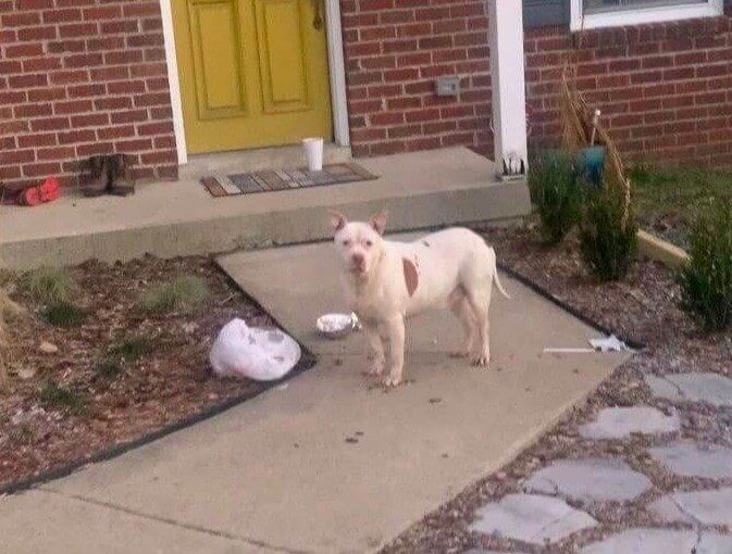 The Neighbor's Food Delivery Is Yummier Than His Food