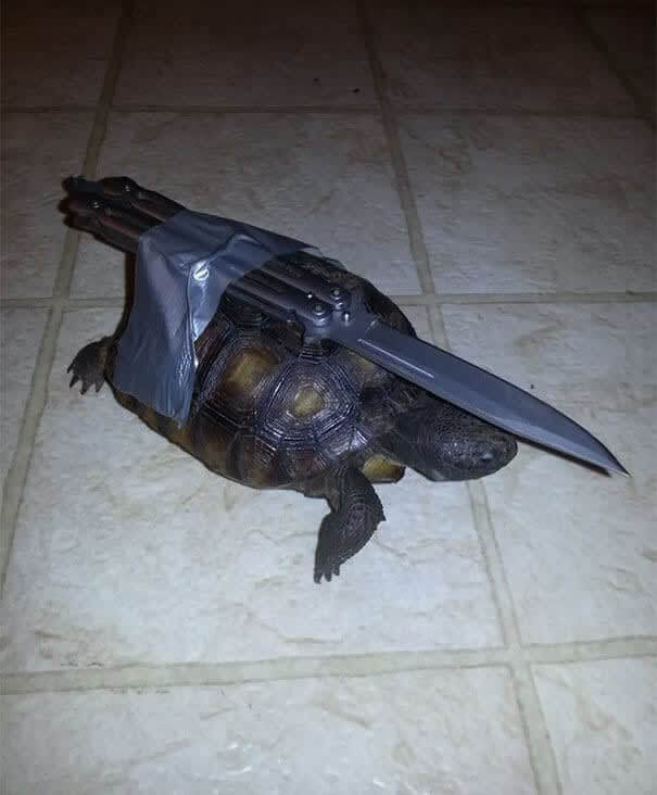 6. Guard Turtle