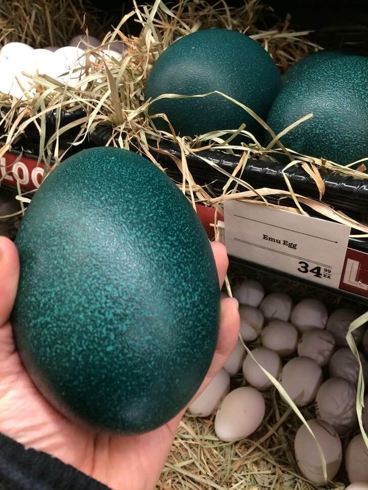 The Best Omelettes Are Made Out Of Gigantic Emu Eggs